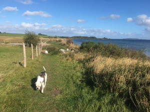 Bild: Hundefreundliches Ferienhaus zur Alleinnutzung mit eingezäuntem Garten
