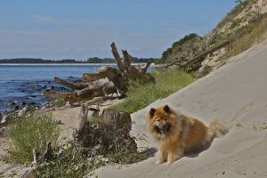 Bild 23: FH "Strandräuber", Zaun, W-LAN, Kamin, 5 P., strandnah, 2 Fahrräder