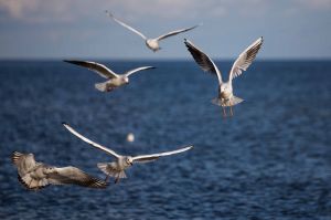 Bild 21: FH "Strandräuber", Zaun, W-LAN, Kamin, 5 P., strandnah, 2 Fahrräder