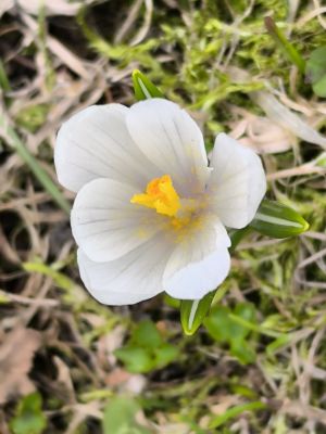 Wenn der Schnee im Oberallgäu schmilzt, erobern die ersten Frühjahrsboten die Bergwiesen und setzen bunte Farbtupfer.