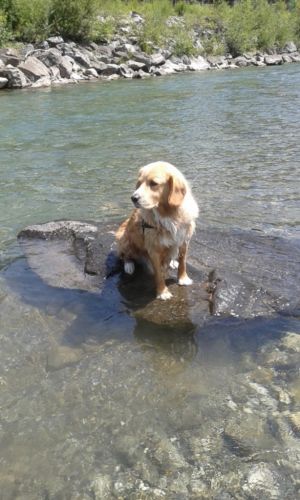 Sam in der Iller