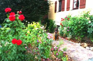 Ferienhaus mit eingezäunten Garten Bild 3: Ferienhaus Gabriela mit eingezäunten Garten und privatem Swimmingpool