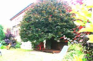 gepflegter Garten ums Haus Bild 29: Ferienhaus Gabriela mit eingezäunten Garten und privatem Swimmingpool