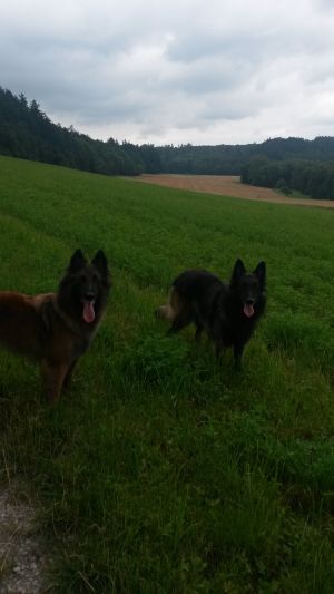 nur wenige Schritte entfernt Bild 4: Ferienhaus Gabriela mit eingezäunten Garten und privatem Swimmingpool