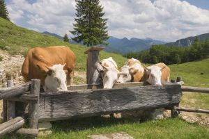 Bild 18: Ferienhaus Schnappenblick Urlaubsregion Chiemsee-Chiemgau-Achental-Grassau