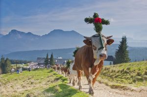 Bild 25: Ferienhaus Schnappenblick Urlaubsregion Chiemsee-Chiemgau-Achental-Grassau