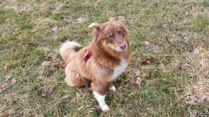 LUNA ein Australian Shepherd, ist im März 2017 geboren