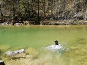 Bild 16: Ferienwohnung Kira, nur mit Hund im Allgäu. Haus Christl Cranz / Steibis