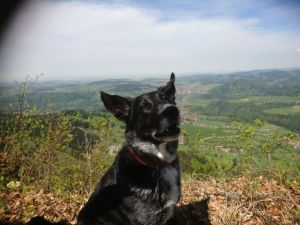 Bild 19: Ferienwohnung Köbi, nur mit Hund im Allgäu. Haus Christl Cranz Steibis