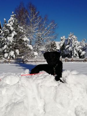 Bild 21: Ferienwohnung Köbi, nur mit Hund im Allgäu. Haus Christl Cranz Steibis