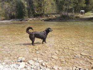 Bild 18: Ferienwohnung Paula, nur mit Hund, Haus Christl Cranz in Steibis im Allgäu