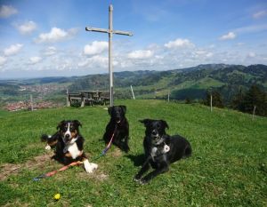 Bild 7: Ferienwohnung Mika, nur mit Hund, Haus Christl Cranz in Steibis im Allgäu