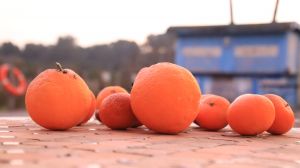 Zitrusfrüchte In unserem Garten wachsen verschiedene Zitrusfrüchte in Bio-Qualität. Die Zitronen haben unserer Finca den Namen gegeben. Hausherr Franz stellt eigenen Limoncello für unsere Gäste her.