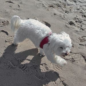 Bild 21: A50 Urlaub auf der Insel Rügen mit dem Ostseestrand fast vor der Haustür