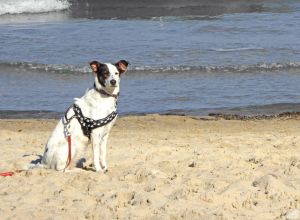 Urlaub mit Hund