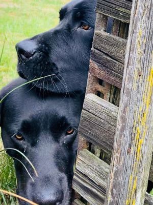 Bild 26: Kellerstöckl auf der "Varm - the vegan Farm" - der bio-vegane Lebenshof