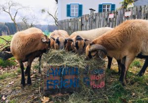 Bild 32: Kellerstöckl auf der "Varm - the vegan Farm" - der bio-vegane Lebenshof