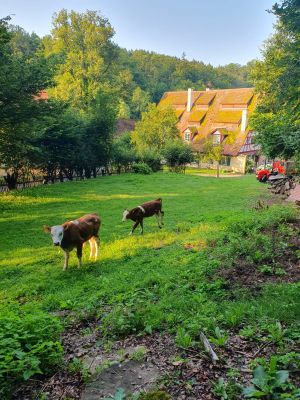 Bild 2: Ferien auf einem historischen Mühlhof