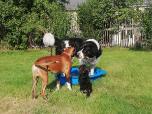 Ferienhof Höhensonne - Urlaub mit Hund in der Sächsische Schweiz